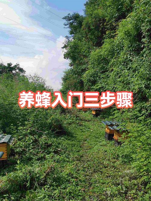 初学养蜂步骤及方法
