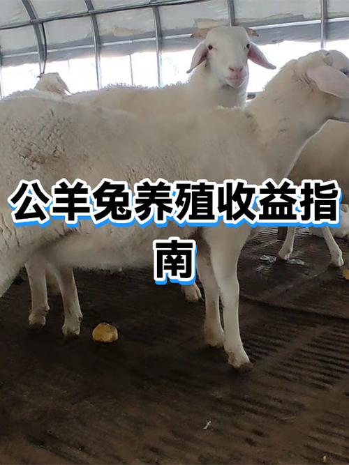 养50只兔子一年赚多少