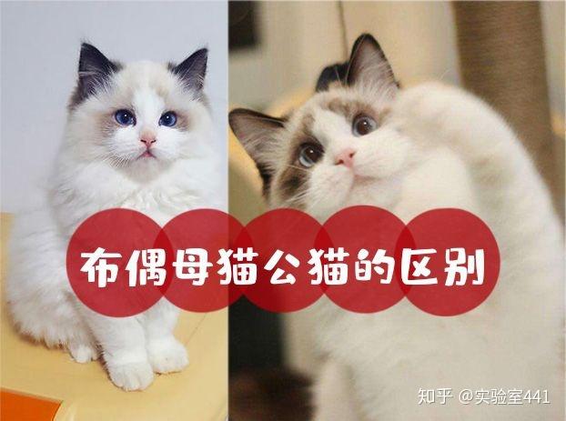 布偶猫家养公猫还是母猫好游戏截图