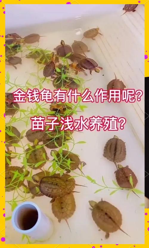金钱龟价格截图