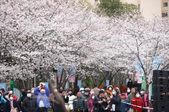到樱花广场