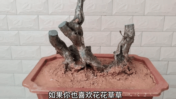 盆景造型设计手机软件
