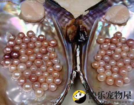 龙珠奶茶里是珍珠吗图标