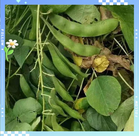 白芸豆长什么样子种植图片