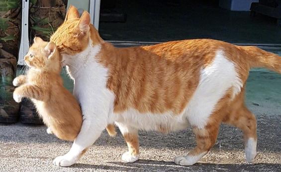 大猫会对小猫下手么