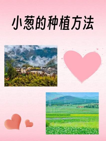 幸福的一家小说小葱