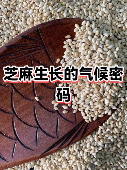 攒芝麻粒有什么用处