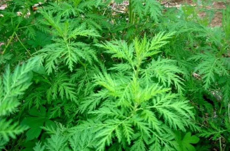 呦呦植物