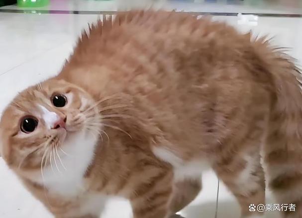 新猫到家害怕哈气