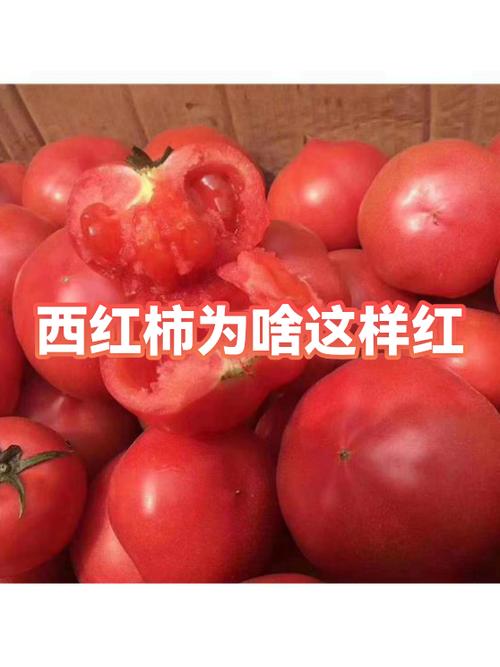 西红柿变红后几天可摘