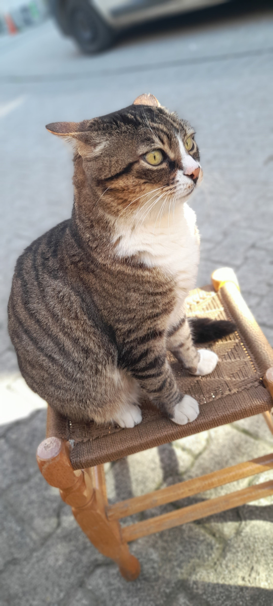 建议穷人养的10种猫