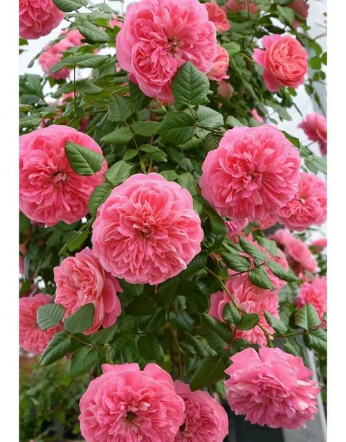 月季花贵吗