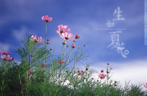生如夏花是暗示什么
