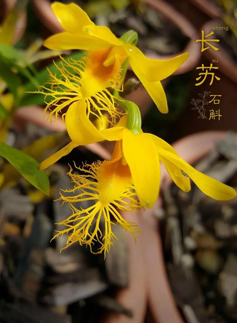 花友app是干什么的