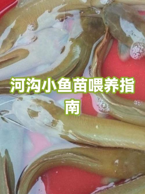 小鱼喂什么图标