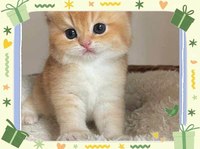 猫喘气发出咕咕的声音