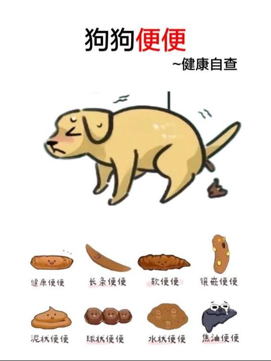 狗狗便便形状图解