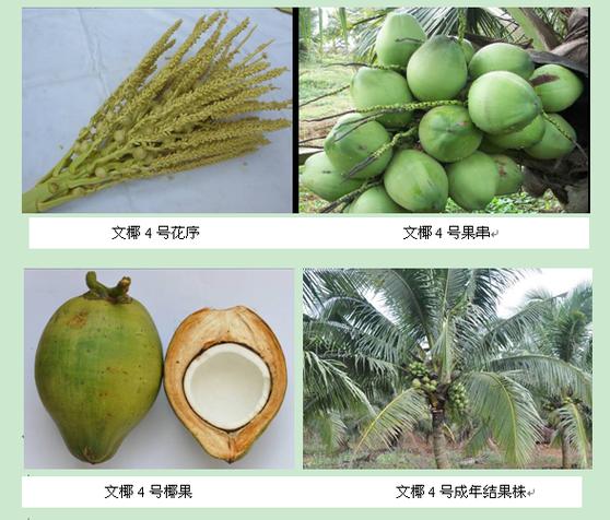 椰子剥了皮能放多久