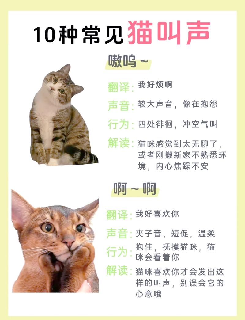 猫咪段子最新版v1.1.3缩略图