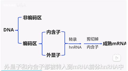 编码区和外显子的区别