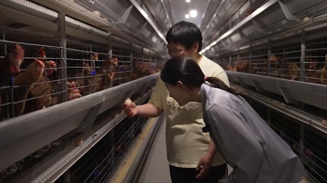养鸡的叫什么职业