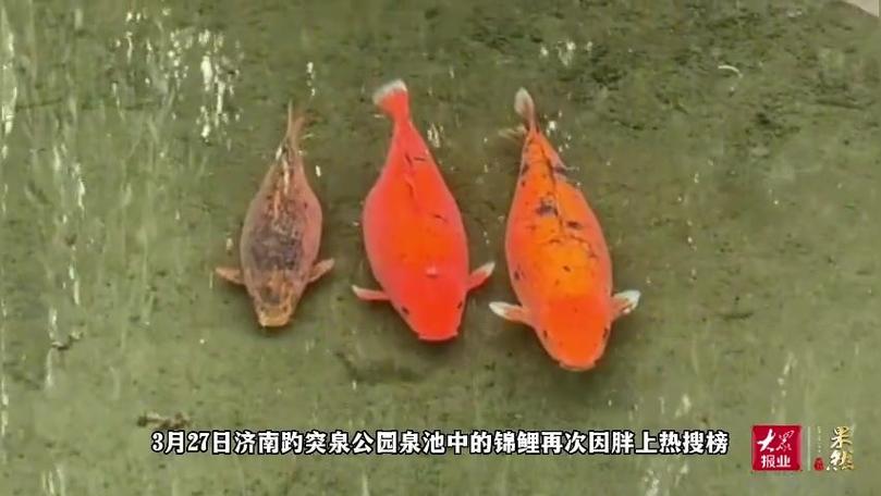 胖鱼平台