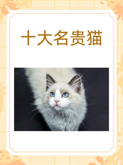 世界上最贵的猫前十名图标