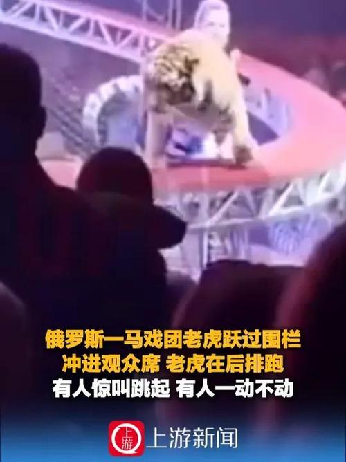 俄一马戏团老虎冲进观众席