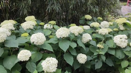 草本绣球花截图