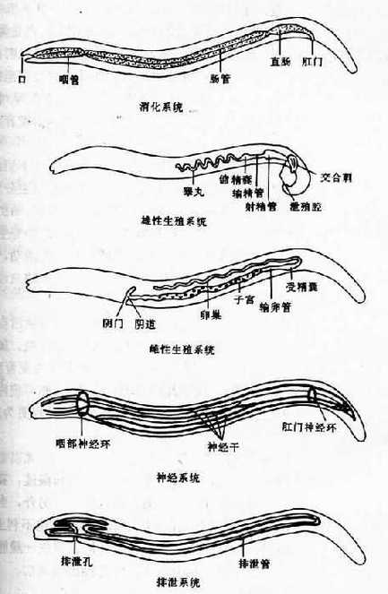 寄生虫困难模式缩略图