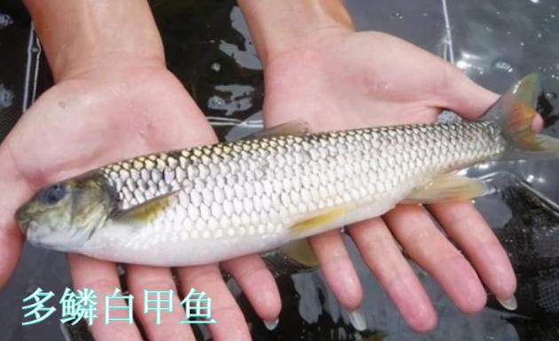 钱鱼属于什么档次的鱼图标