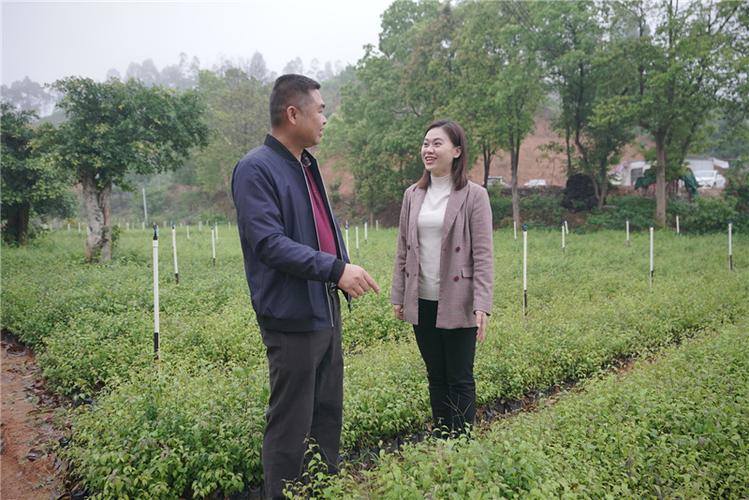 药王谷的开发计划