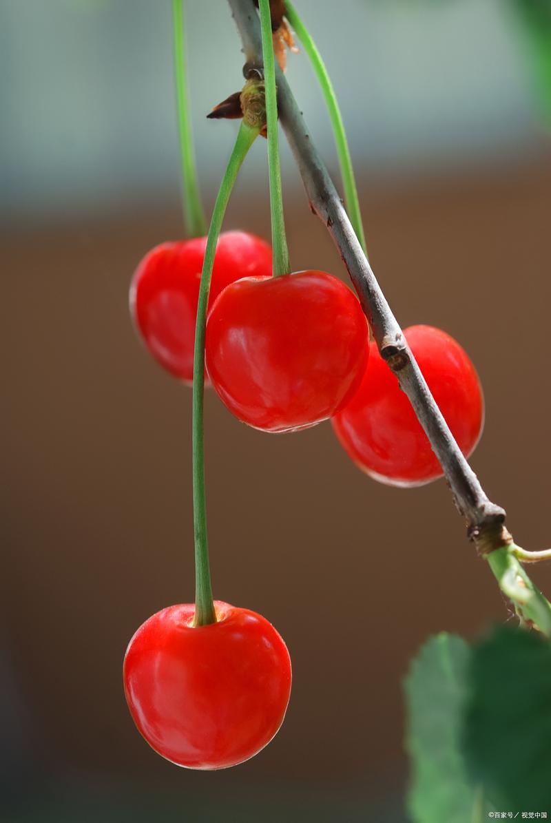 cherry七七染百家号