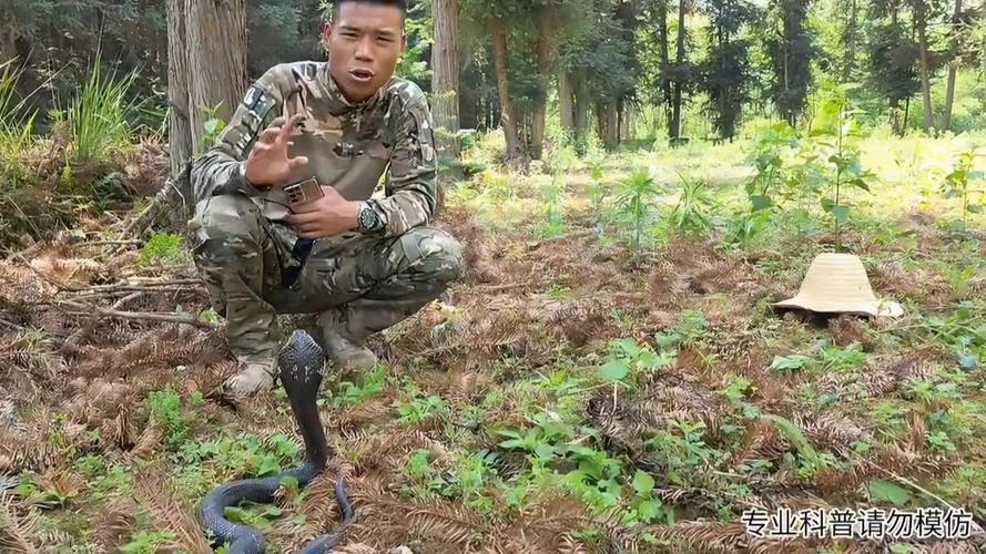 蛇类科普蛇哥阿伟