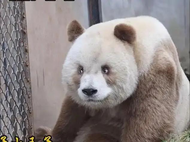 大熊猫七仔好相处吗截图