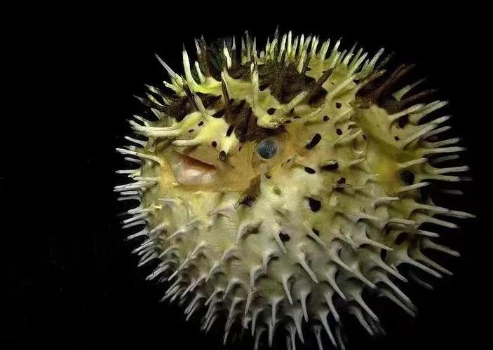 刺豚多少钱一只