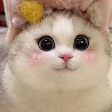 猫咪图片大全可爱头像