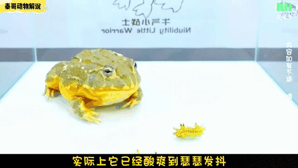 蛙哥图片