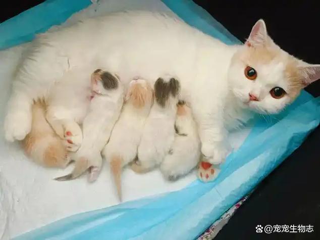 母猫怀孕为什么嗜睡