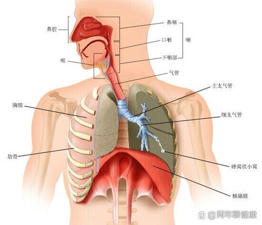 肺部在人体的位置图片