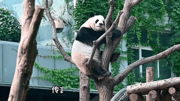 养熊猫赚钱是真的吗