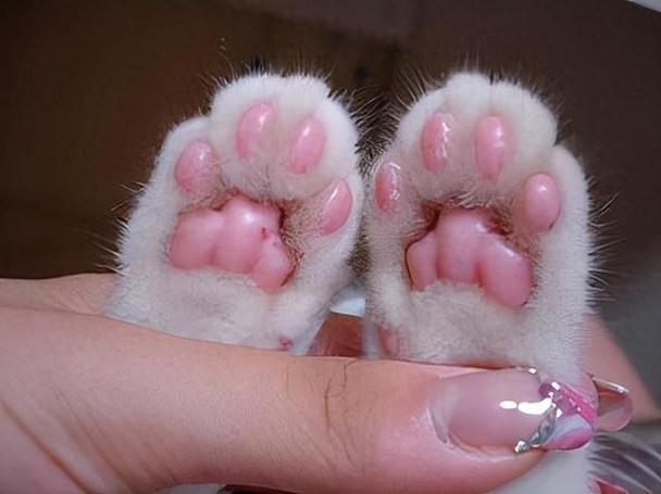 猫猫水疗馆无限猫爪截图