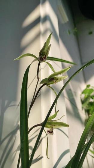 幽兰生前庭,含熏待清风