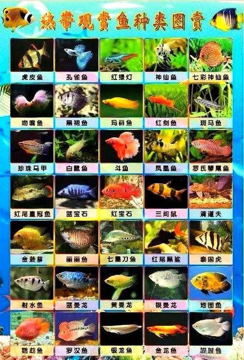 海鱼图鉴