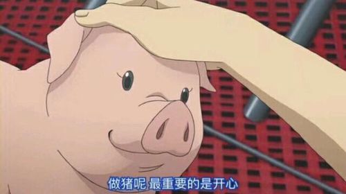 做我的猪什么意思