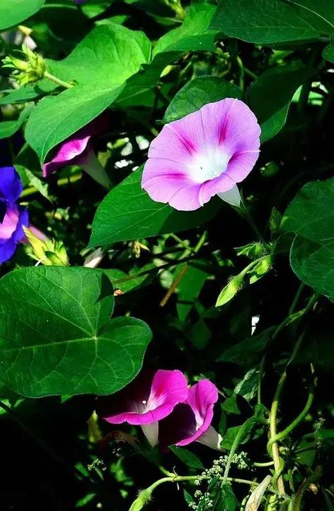 牵牛花有毒吗