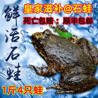 石鳞蛙的功效与作用缩略图