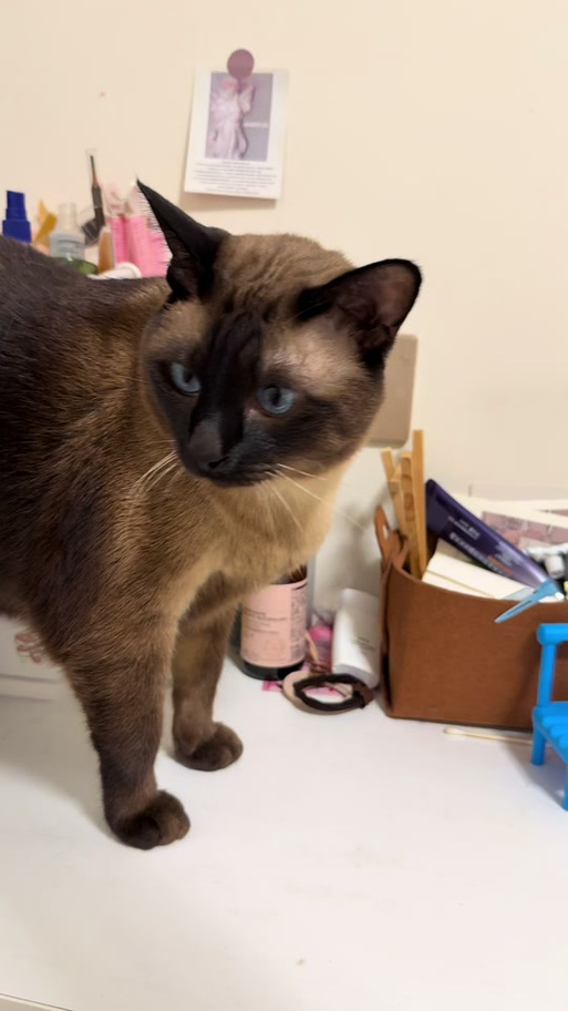 小豆猫萌宠