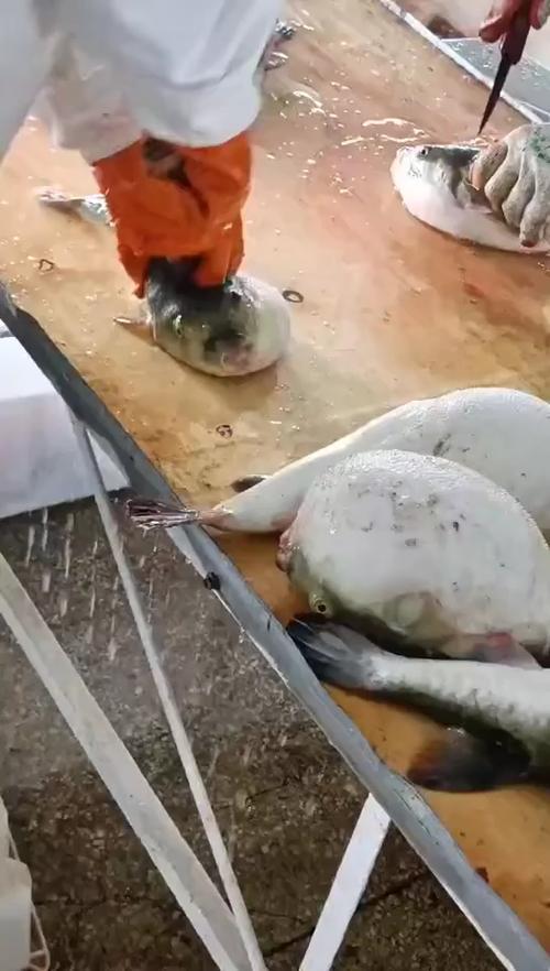 正确杀河豚视频