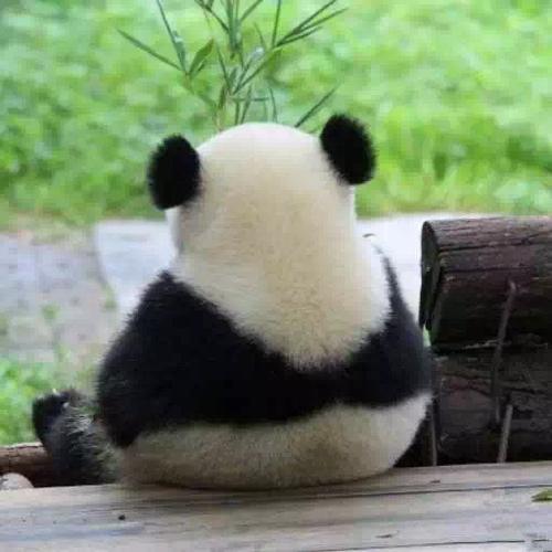 最近很火的熊猫头像截图